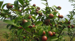 油茶苗如何种植 种植时的影响因素有哪些