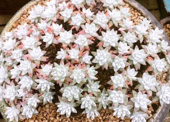 奶油黄桃多肉怎么养护 容易出状态吗 奶油黄桃多肉怎么养护 容易出状态吗