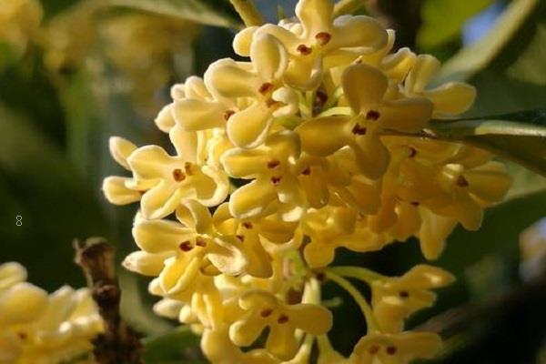 盆栽竹节秋海棠怎么养 有哪些注意事项