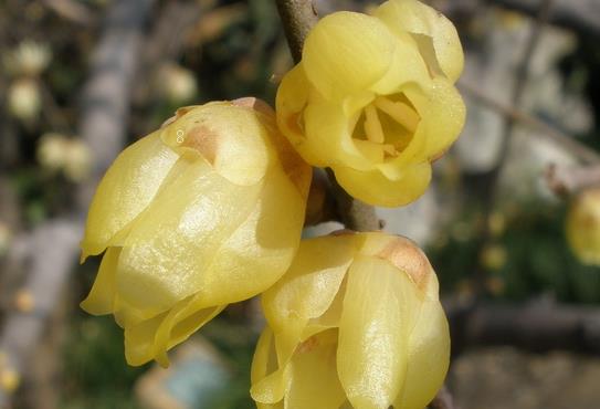 玻璃海棠花如何养殖 修剪时应该注意些什么 玻璃海棠花如何养殖 修剪时应该注意些什么