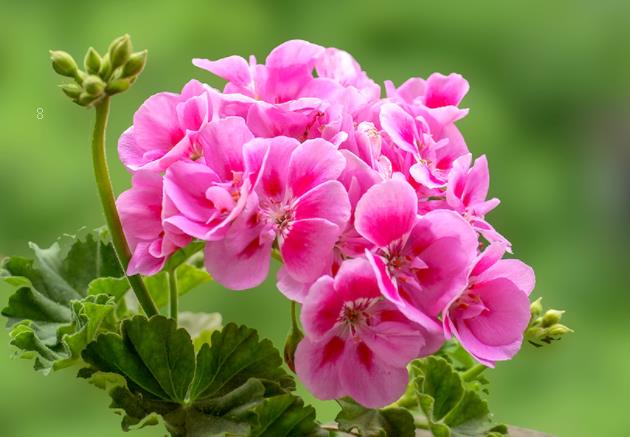 佛手虎尾兰有什么寓意 种植时有哪些注意事项 佛手虎尾兰有什么寓意 种植时有哪些注意事项