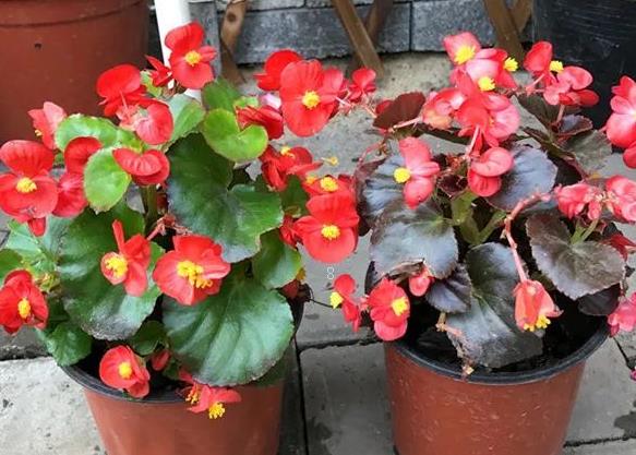 新买的寒兰怎么养护 寒兰的养护方法