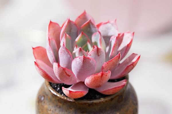 夏季多肉怎么浇水 具体方法是什么