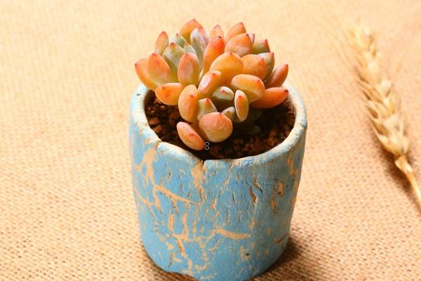 多肉秋天怎么养护 哪些方面最重要