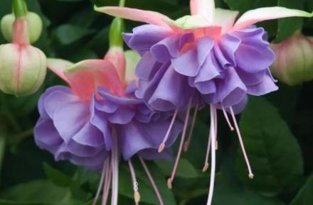 油画婚礼吊兰叶子发焦怎么办 解决措施有哪些