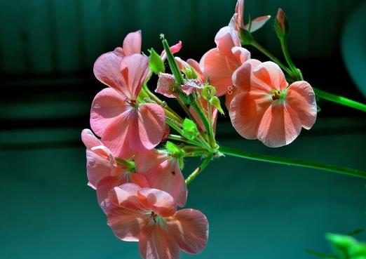 丹麦风铃草枯萎的原因是什么 有哪些补救措施