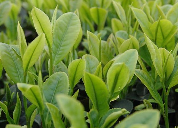 油茶苗如何种植能高产 高效栽培管理方法是什么 油茶苗如何种植能高产 高效栽培管理方法是什么