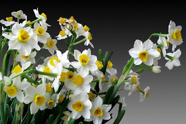 蟹爪兰扦插妙招 蟹爪兰的养护方法