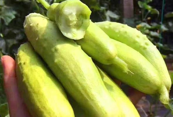 秋植冬瓜枯萎病的变现特征是什么 如何进行防治 秋植冬瓜枯萎病的变现特征是什么 如何进行防治