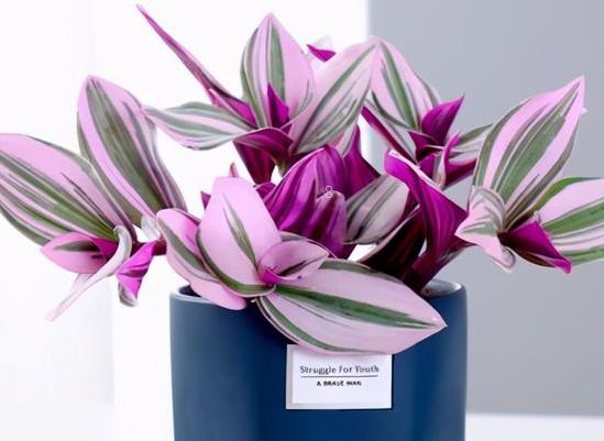 荷花为什么早上开下午合上 如何养护长得好