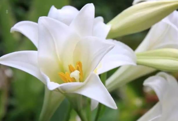 天竺葵是绣球花吗 二者有什么区别 天竺葵是绣球花吗 二者有什么区别