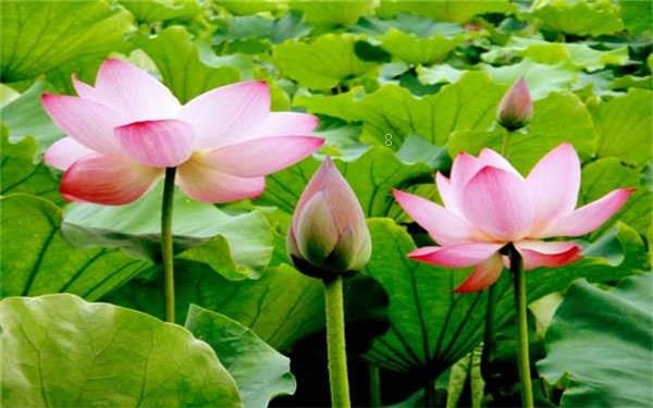 天堂鸟放客厅风水好吗 摆放禁忌是什么