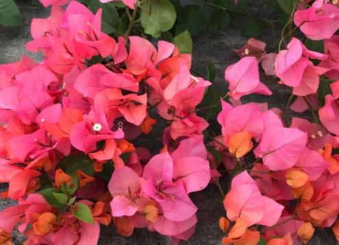 春兰花怎么养殖 注意事项有哪些