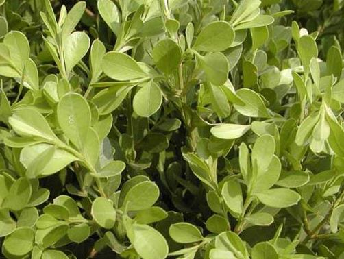 竹柏叶子尖发枯原因是什么 怎么防治