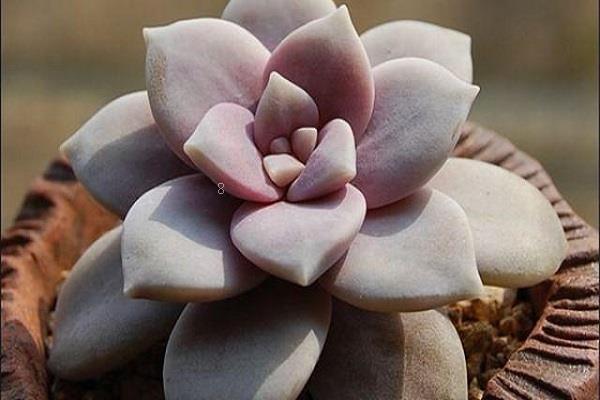 多肉植物怎么过冬 多肉的浇水和施肥技巧