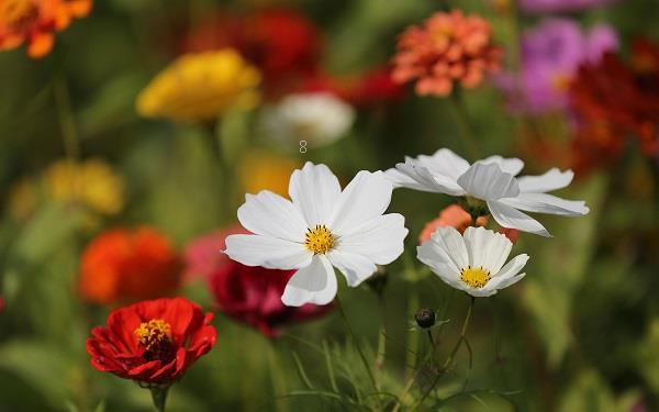 薄荷枯萎怎么救活 拯救方法有哪些 薄荷枯萎怎么救活 拯救方法有哪些