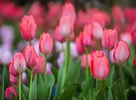 吊兰怎么养才能抽藤 吊兰生长特性是什么