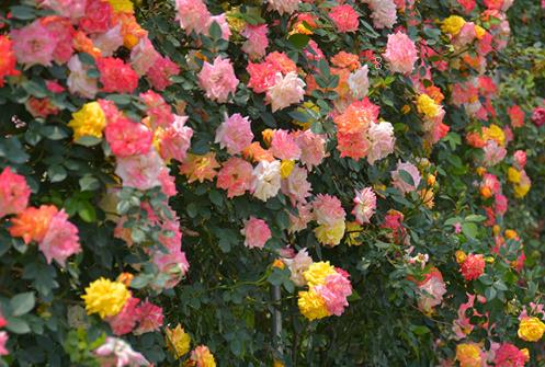 紫荆冬季短截造型能做吗 冬季养护注意事项有哪些