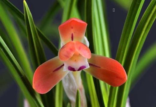 兰花夏季的养殖方法是什么 注意事项有哪些