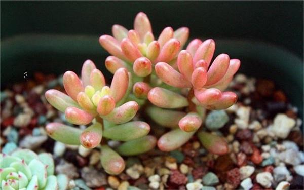 波露的养殖方法 注意事项有哪些 波露的养殖方法 注意事项有哪些