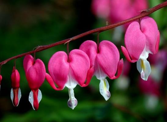 绿巨人如何养殖 养殖时有哪些注意事项