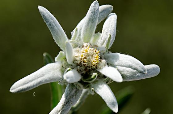 素心腊梅怎么繁殖 养护时有哪些注意事项