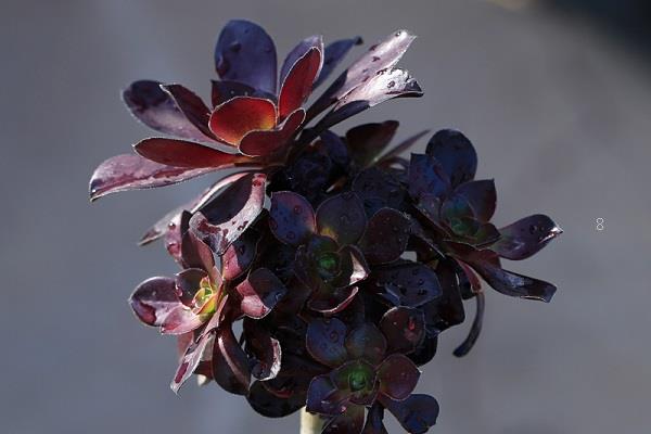 如何养好多肉根系 哪些因素最重要 如何养好多肉根系 哪些因素最重要