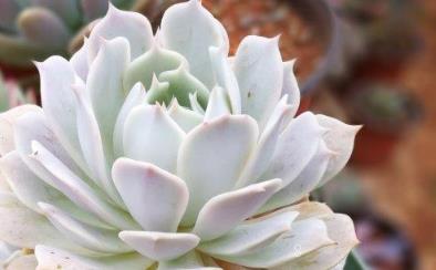 宝石花怎么养长得旺盛 宝石花生长有什么要求