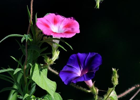 麦茬稻怎么管理 注意事项有哪些