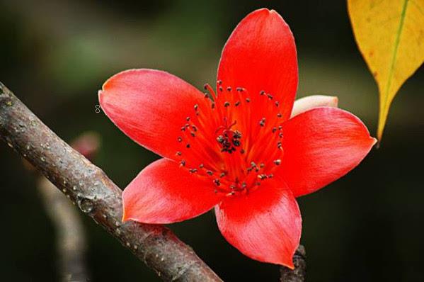 泡桐花怎么养护 科学种植方法是什么 泡桐花怎么养护 科学种植方法是什么
