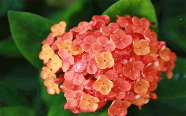 兰花催花技巧有哪些 注意事项有哪些 兰花催花技巧有哪些 注意事项有哪些