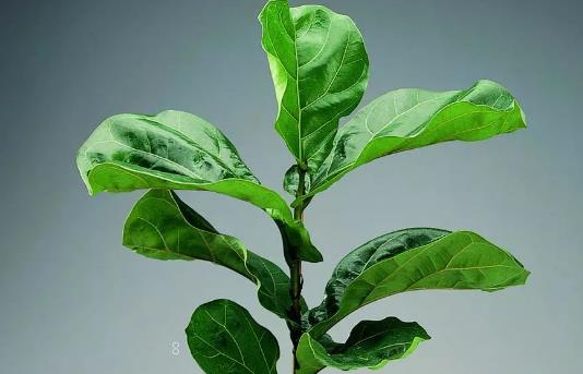 木槿养在家中的忌讳是什么 该如何摆放