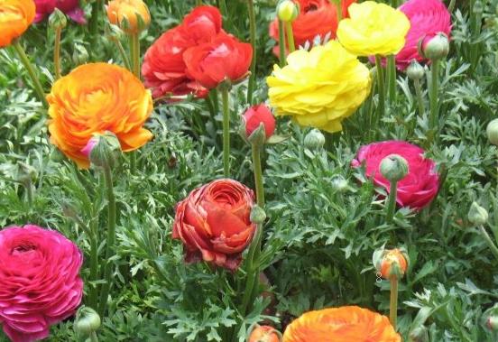 十大客厅风水植物有哪些 摆在家里有什么寓意 十大客厅风水植物有哪些 摆在家里有什么寓意