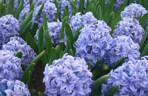 怎么让天竺葵开花 花期怎么养护