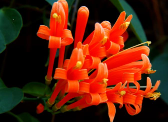 甜罗勒的主要生长地是哪里 生长特征是什么