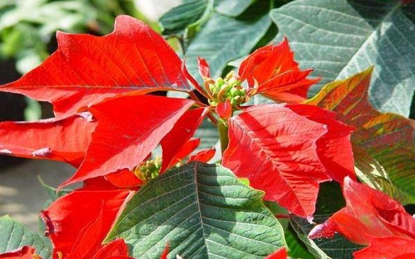 花椒树1一3年怎么管理 科学管理方法是什么 花椒树1一3年怎么管理 科学管理方法是什么