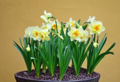 柳州适合养什么花 市花和市树是什么