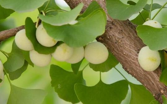茉莉花几月开花 怎么养殖能开花
