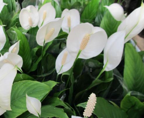 满天星花束多久枯萎 水培时有哪些注意事项