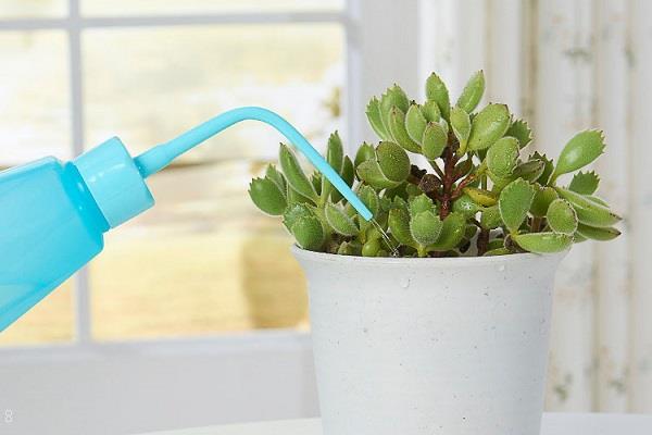 多肉怎么浇水浇哪里 多肉换盆要修剪吗 多肉怎么浇水浇哪里 多肉换盆要修剪吗