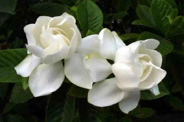 桂花怎么修剪枝叶 怎么养护长得更旺盛