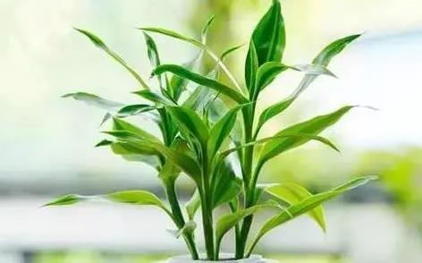 九里香养在家里吉利吗 九里香养在家里的禁忌