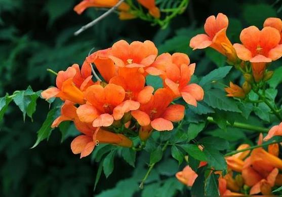 新买的风雨兰怎么养护 育种时有哪些注意事项