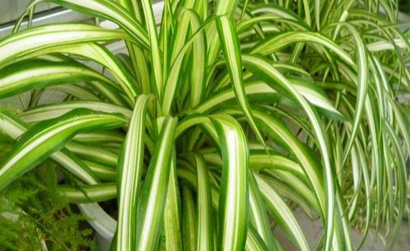 吊兰太长了怎么修剪 修剪时应该注意什么