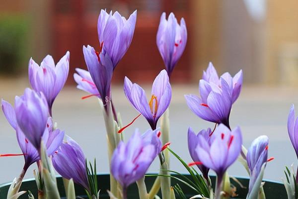 蟹爪兰叶子蔫了如何救 快速恢复的方法 蟹爪兰叶子蔫了如何救 快速恢复的方法