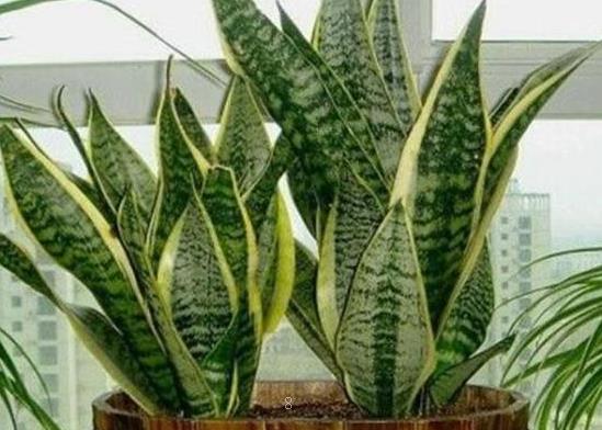 家里为什么不能养虎皮兰 虎皮兰摆放的风水意义