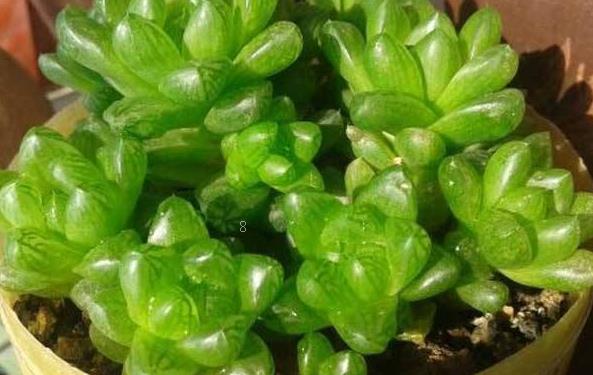 虹之玉掉叶子什么原因 有哪些补救措施