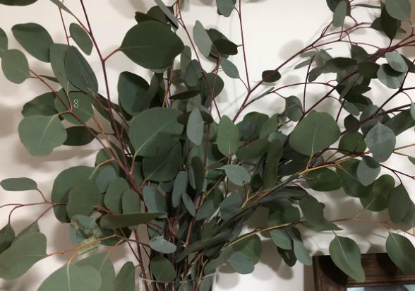 火焰兰一年开几期花 养护时有哪些注意事项 火焰兰一年开几期花 养护时有哪些注意事项