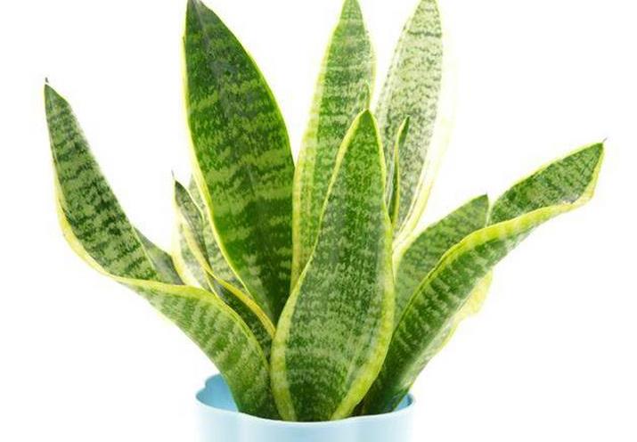 杜鹃花枯叶病怎么治 防治方法有哪些