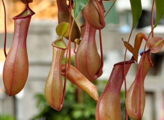 大丽花可以扦插繁殖吗 采摘大丽花时有哪些注意事项 大丽花可以扦插繁殖吗 采摘大丽花时有哪些注意事项